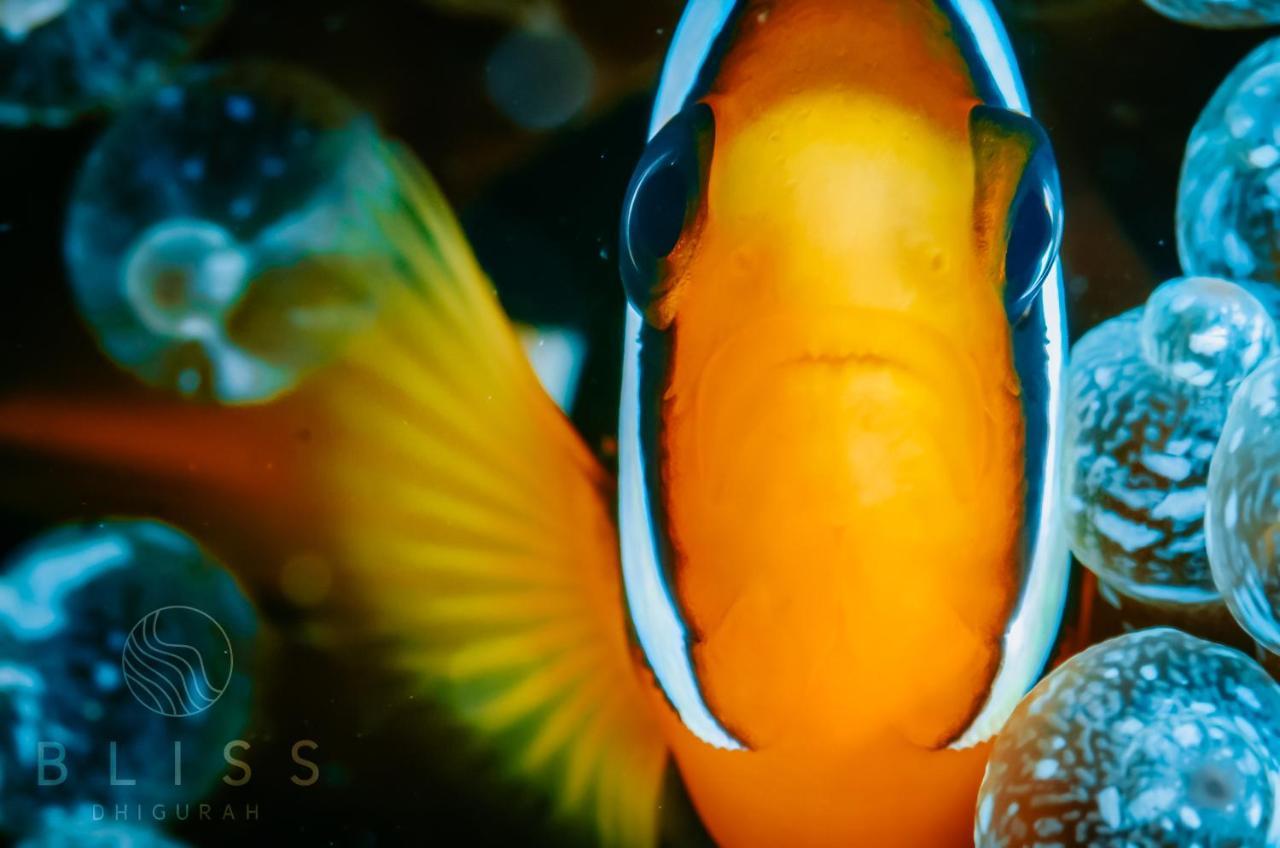 Bliss Dhigurah Hotel Dhigurah  Luaran gambar